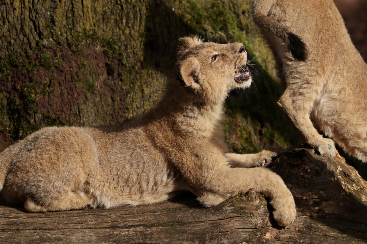 Asiatische Löwenbabys Indica und Jadoo im Tiergarten Nürnberg