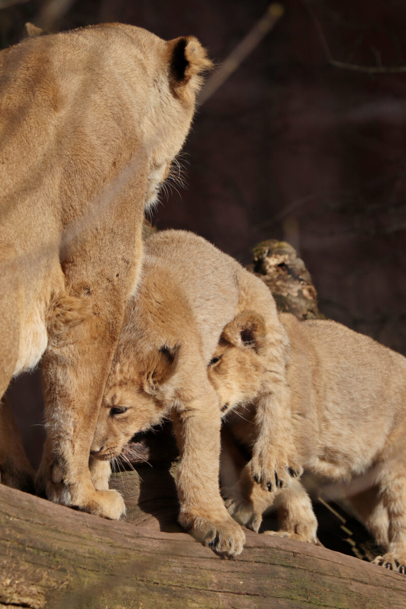 Asiatische Löwin Aarany mit Babys Indica und Jadoo im Tiergarten Nürnberg