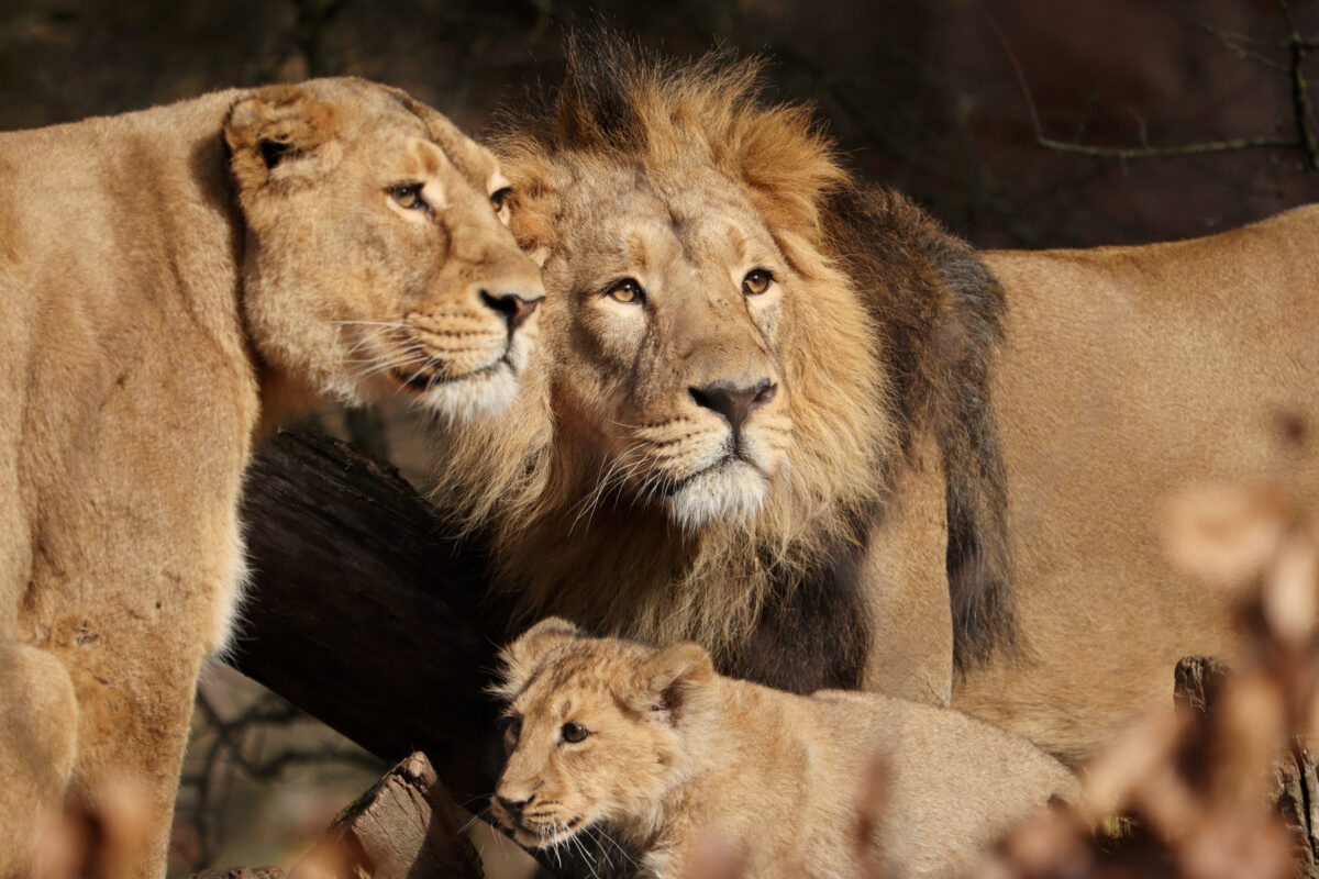 Asiatische Löwen Aarany und Kiron mit Baby im Tiergarten Nürnberg