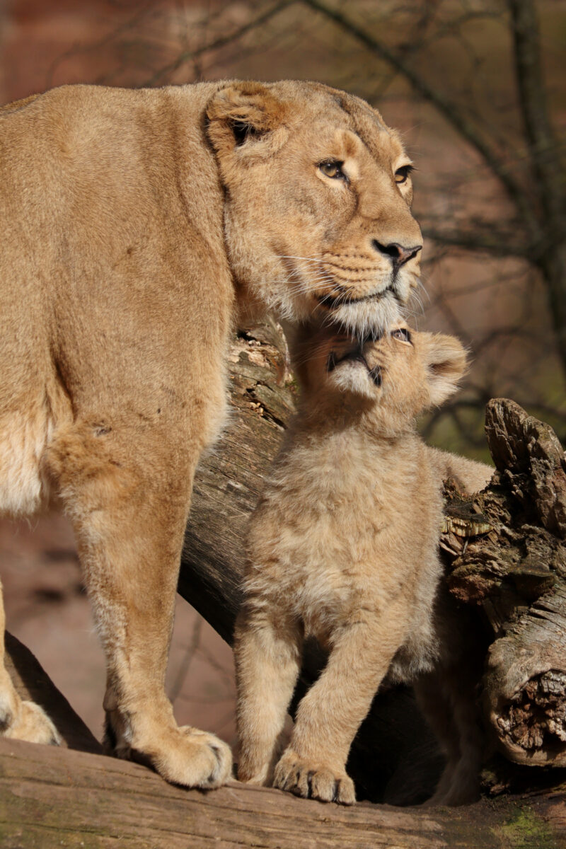 Asiatische Löwin Aarany mit Baby im Tiergarten Nürnberg