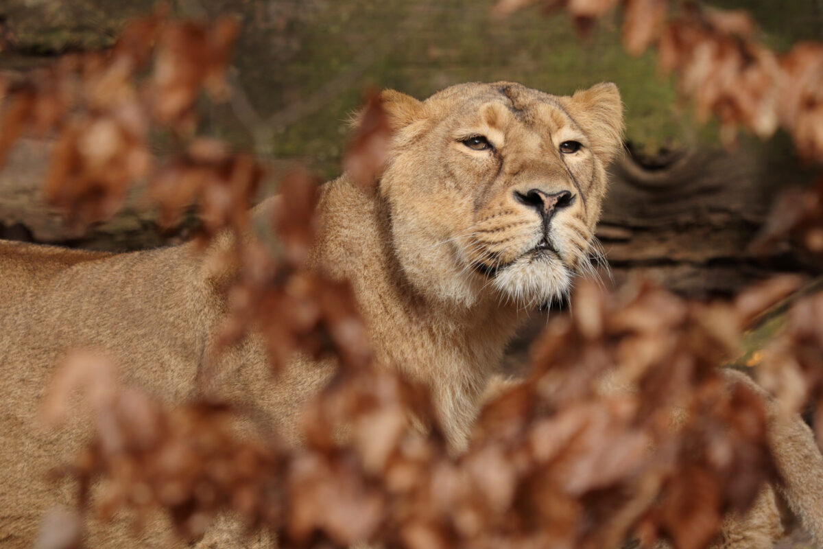 Asiatische Löwin Aarany im Tiergarten Nürnberg
