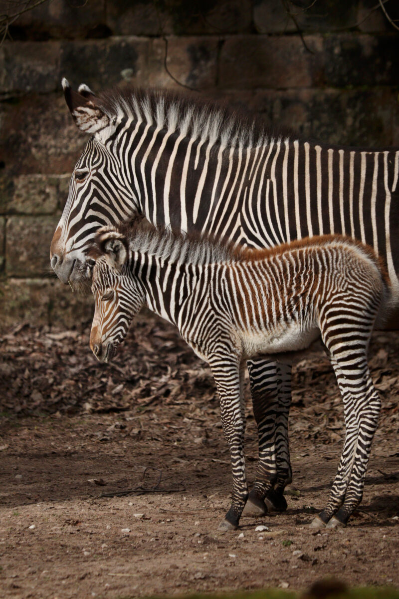 Grevy Zebra mit Fohlen im Tiergarten Nürnberg