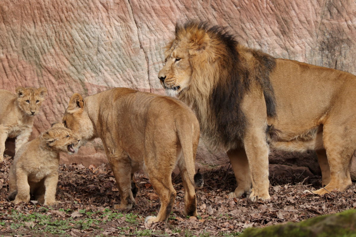 Asiatische Löwen Aarany und Kiron mit Babys im Tiergarten Nürnberg