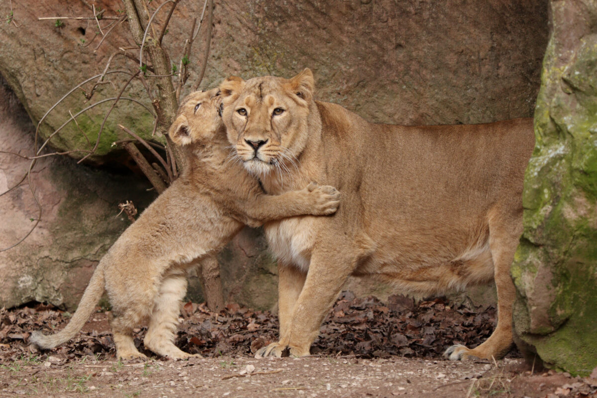 Asiatische Löwin Aarany mit Baby im Tiergarten Nürnberg