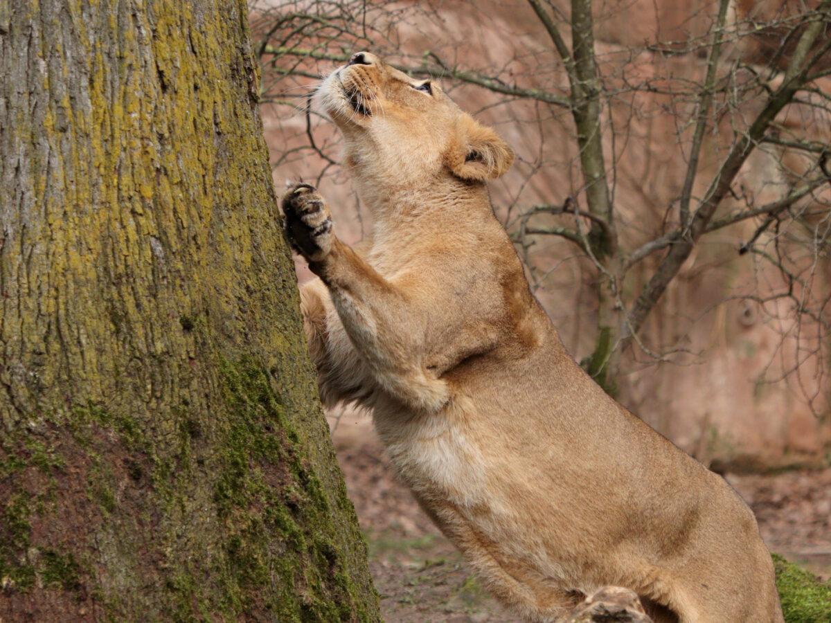 Asiatische Löwin Aarany im Tiergarten Nürnberg