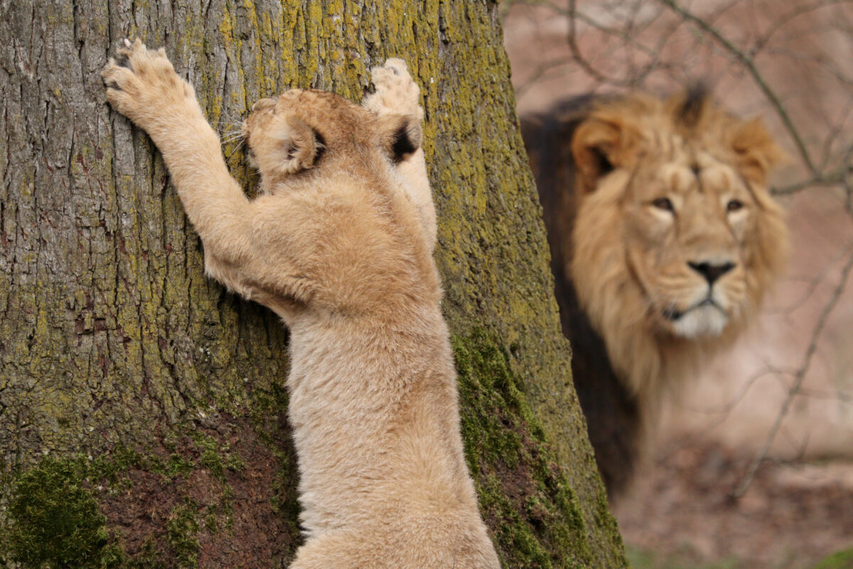 Asiatischer Löwe Kiron mit Baby im Tiergarten Nürnberg