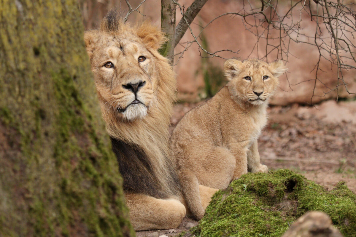 Asiatischer Löwe Kiron mit Baby Indica im Tiergarten Nürnberg