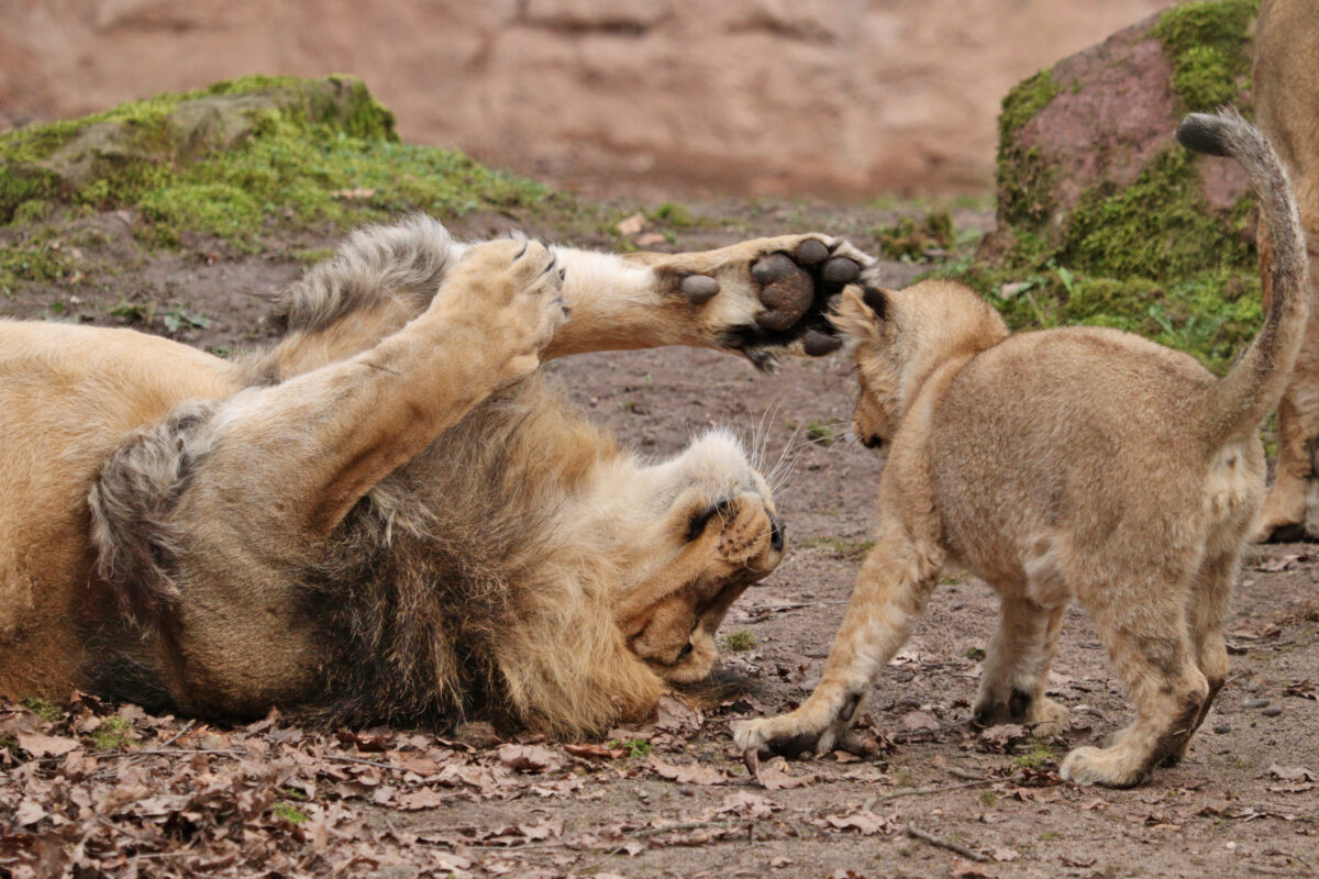 Asiatischer Löwe Kiron spielt mit seinem Baby im Tiergarten Nürnberg