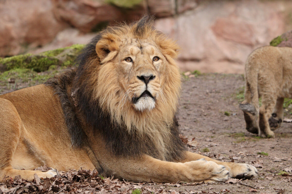 Asiatischer Löwe Kiron im Tiergarten Nürnberg