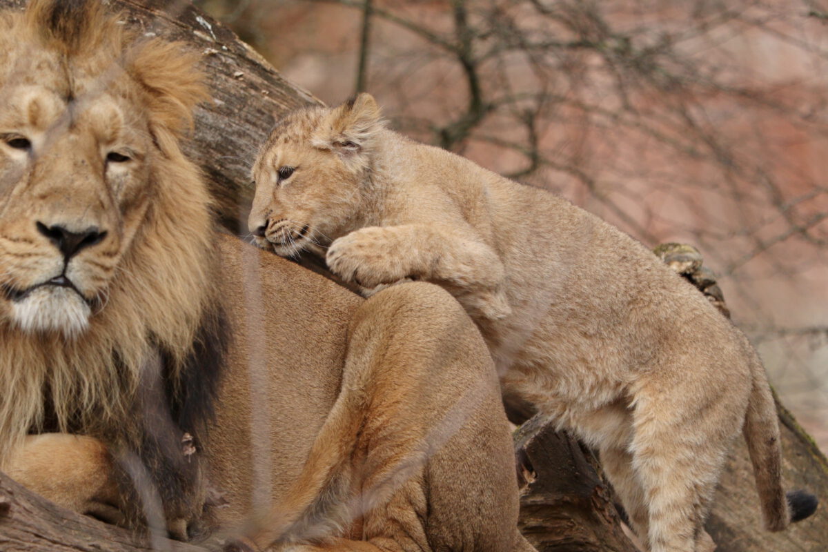 Asiatischer Löwe Kiron mit Baby im Tiergarten Nürnberg