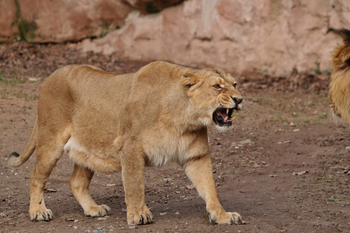 Asiatische Löwen Aarany und Kiron im Tiergarten Nürnberg
