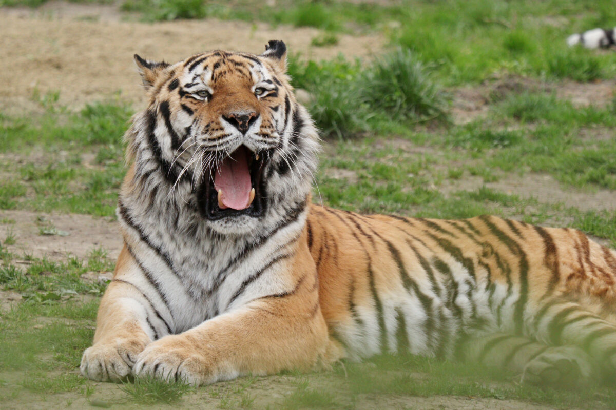 Der Sibirische Tiger Jegor im Tierpark Hellabrunn gähnend