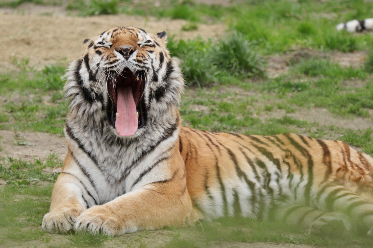 Der Sibirische Tiger Jegor im Tierpark Hellabrunn gähnend