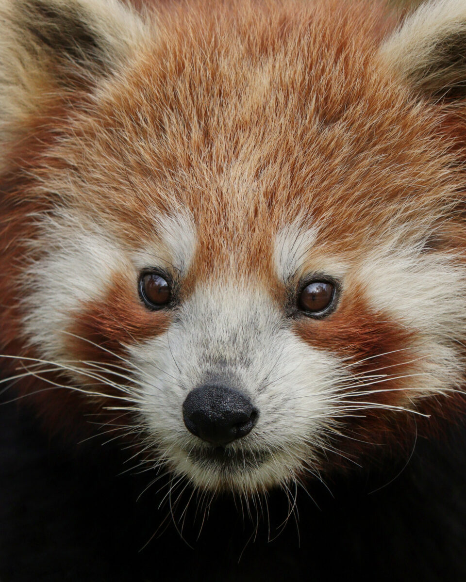 Roter Panda Portrait Tierpark Hellabrunn
