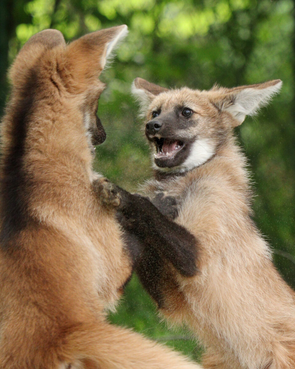 Mähnenwolf Nachwuchs im Tierpark Hellabrunn