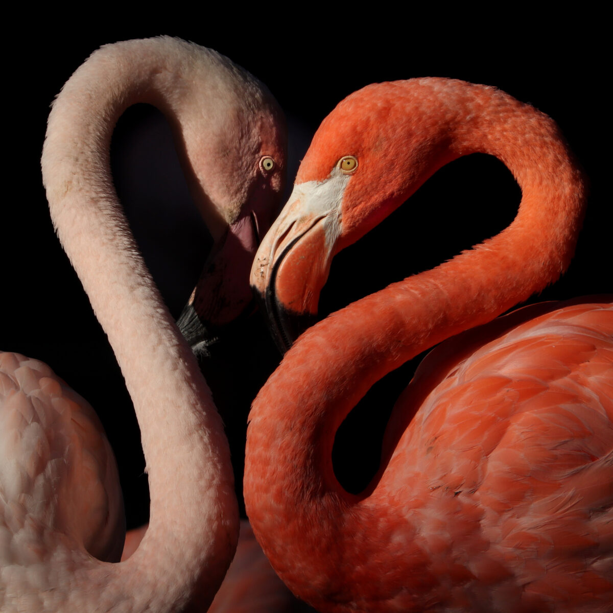 Rosa Flamingo und Kuba Flamingo Herz im Tierpark Hellabrunn München