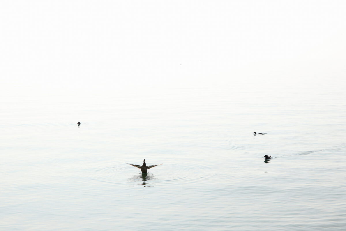 Gardasee Enten Lago di Garda ducks minimal