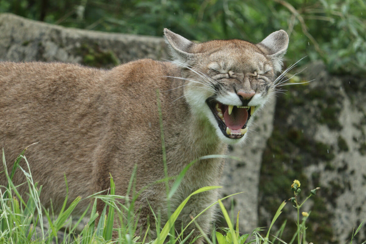 Fauchender Puma Parc Zoologique de Paris