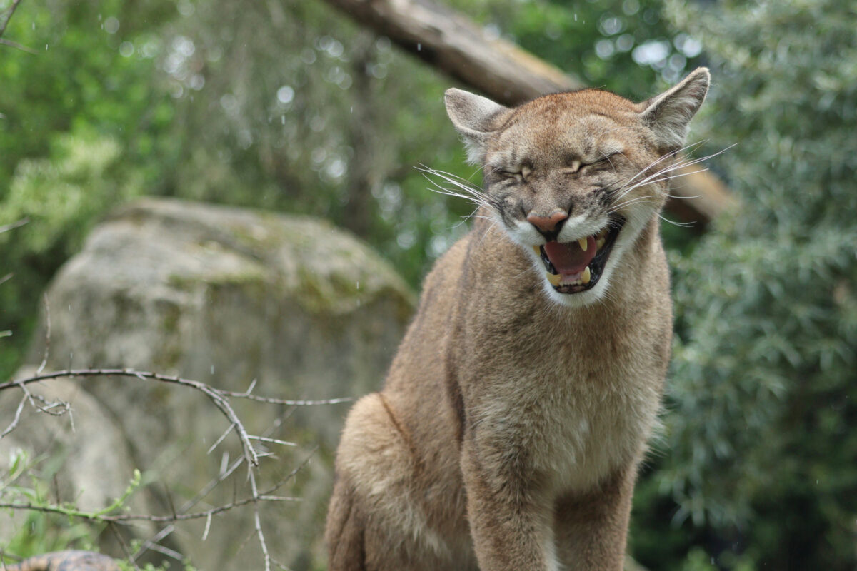 Fauchender Puma Parc Zoologique de Paris