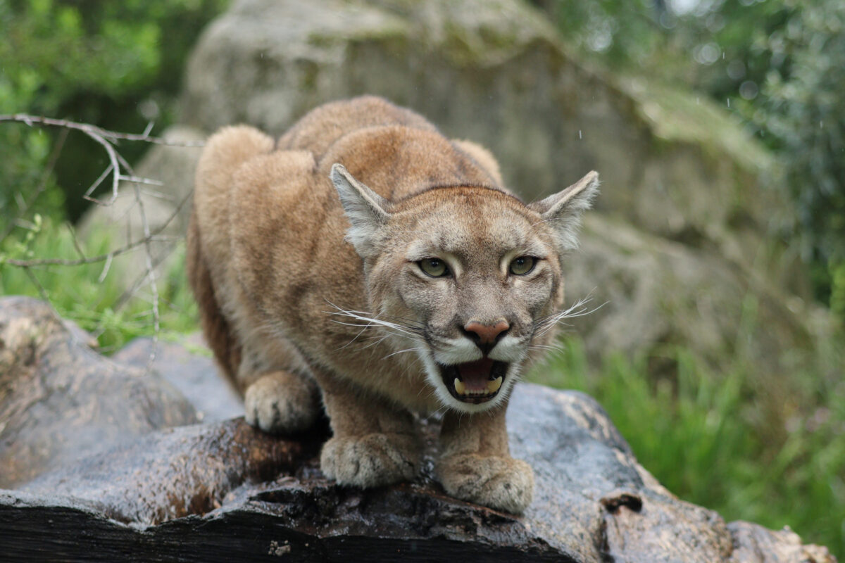 Puma Parc Zoologique de Paris