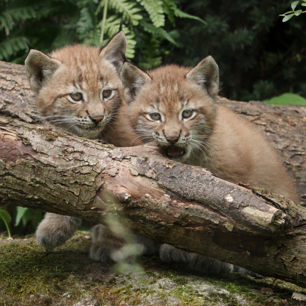 Luchsbabys Lynx Kitten Tierpark Hellabrunn