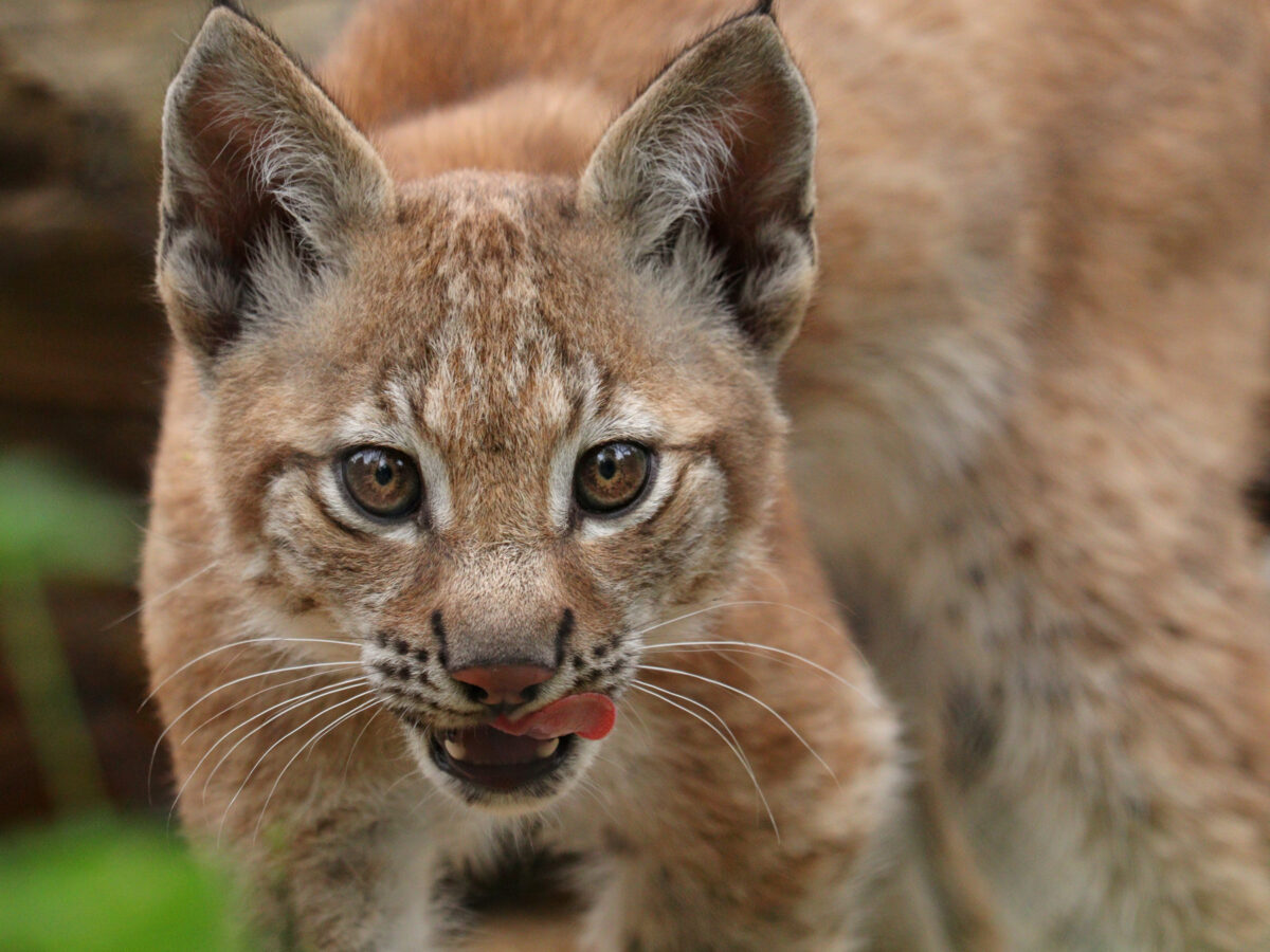 Luchs Nachwuchs Lynx Kitten Tierpark Hellabrunn