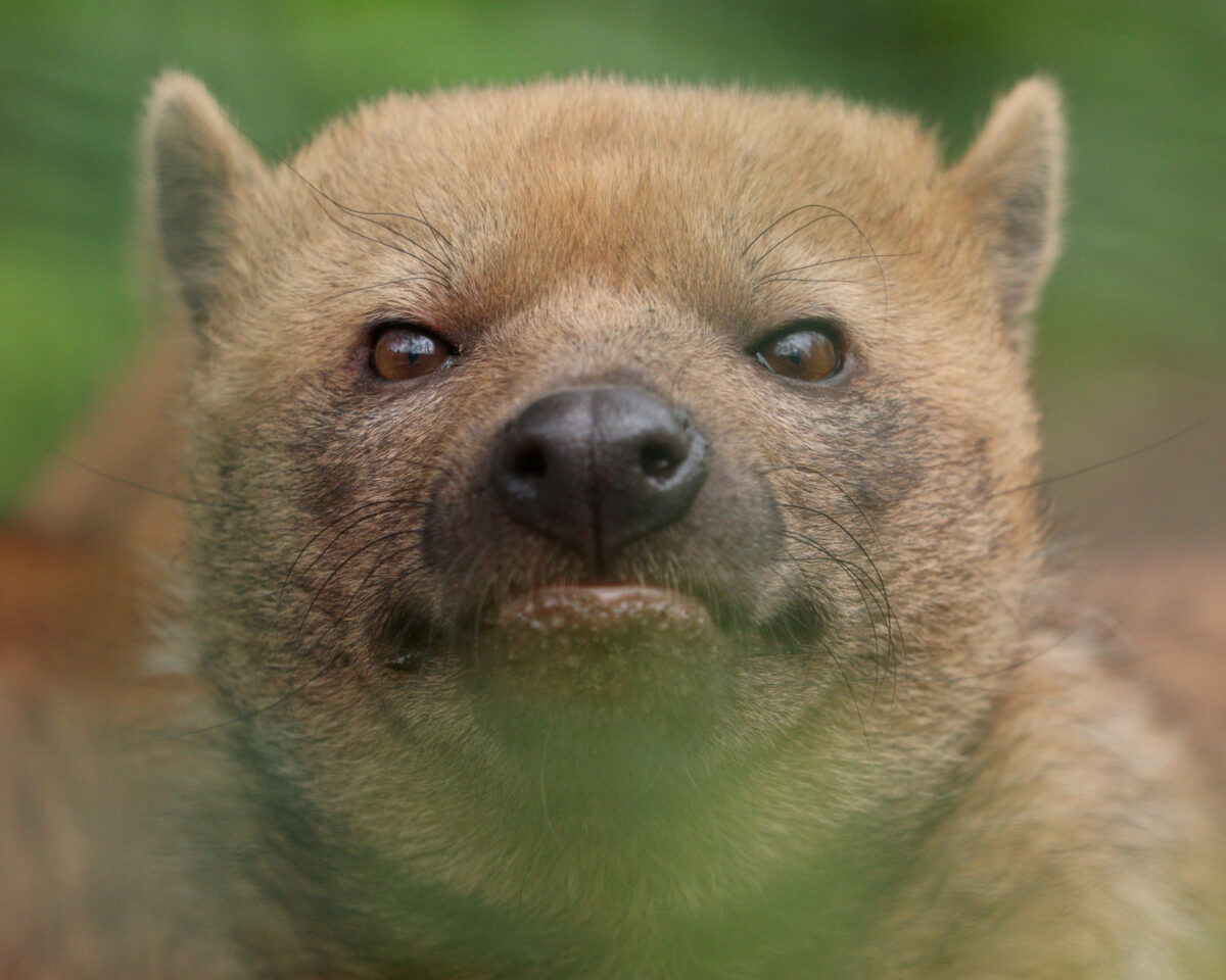 Waldhund Bush Dog Tierpark Berlin Friedrichsfelde