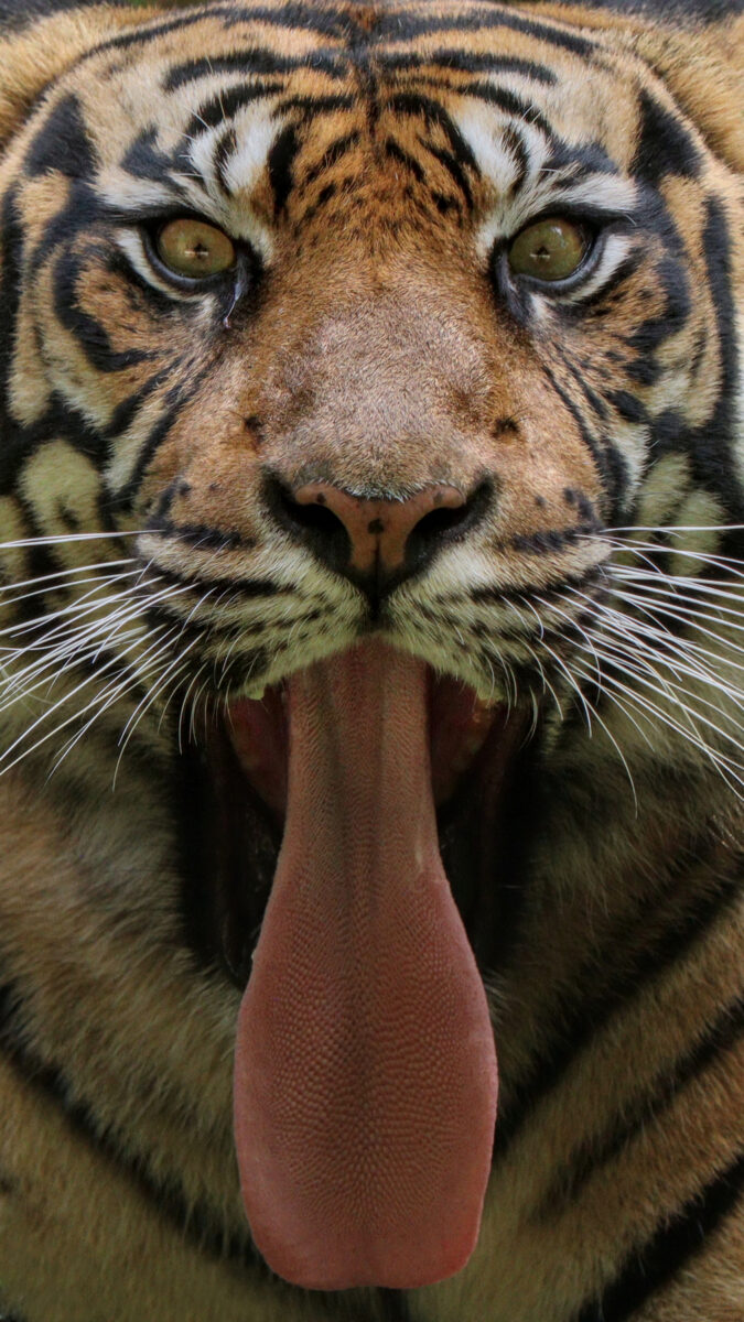 Sumatra Tigerin Berani Zoo Augsburg gähnend Zunge Portrait