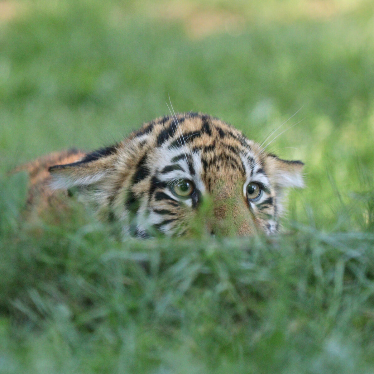 Sibirische Tigerin Tochka Tigerbaby Nachwuchs Zoo Köln