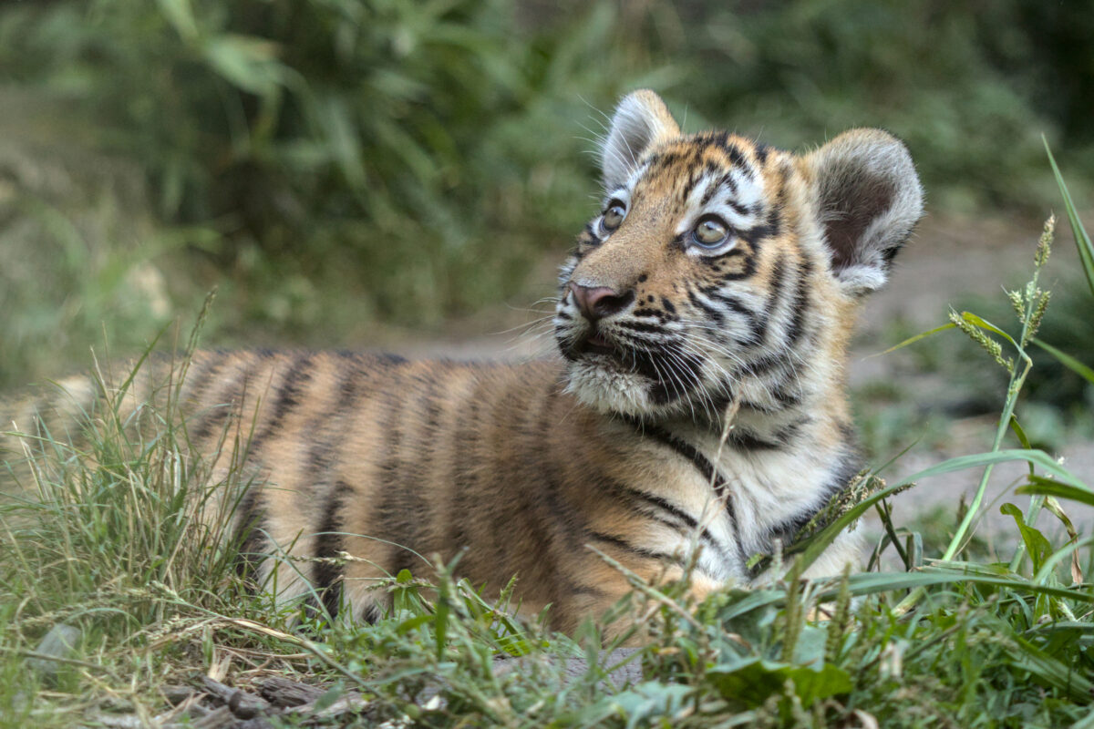 Sibirischer Tiger Baby Nachwuchs Allwetterzoo Münster