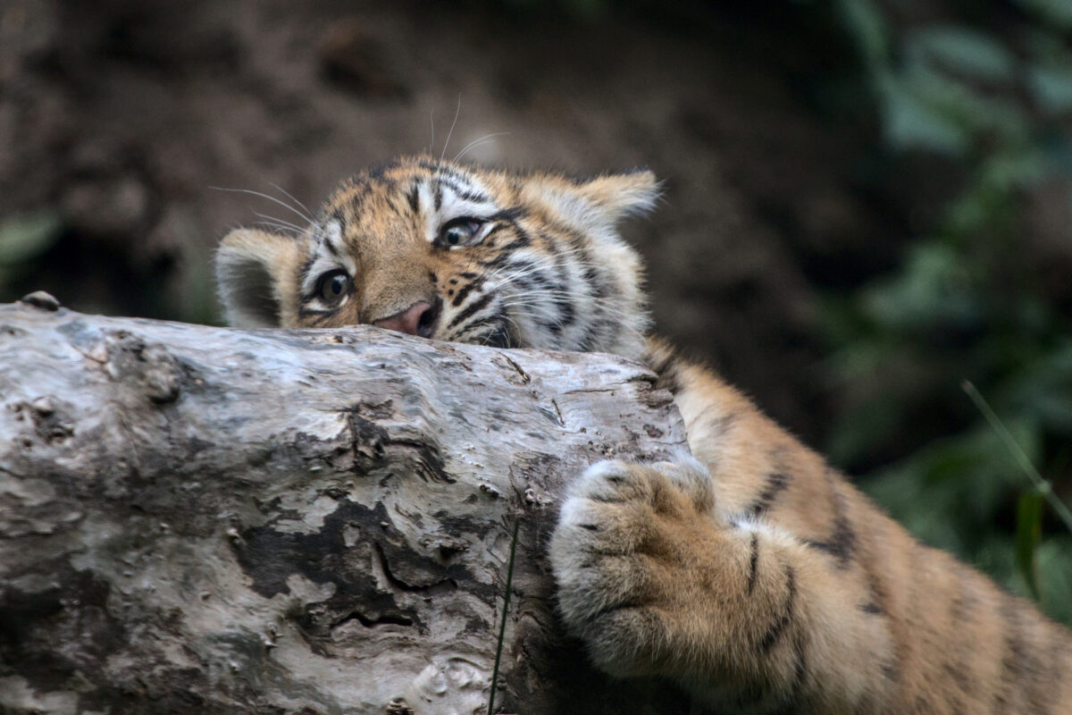 Sibirischer Tiger Baby Nachwuchs Allwetterzoo Münster