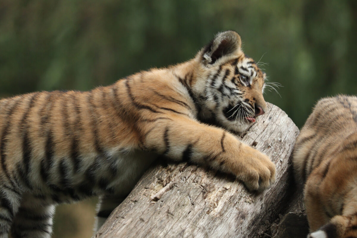 Sibirischer Tiger Baby Nachwuchs Allwetterzoo Münster