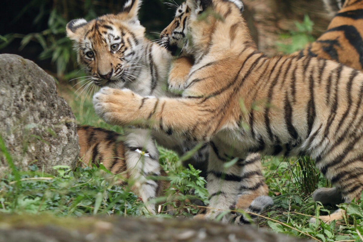 Sibirischer Tiger Baby Nachwuchs Allwetterzoo Münster