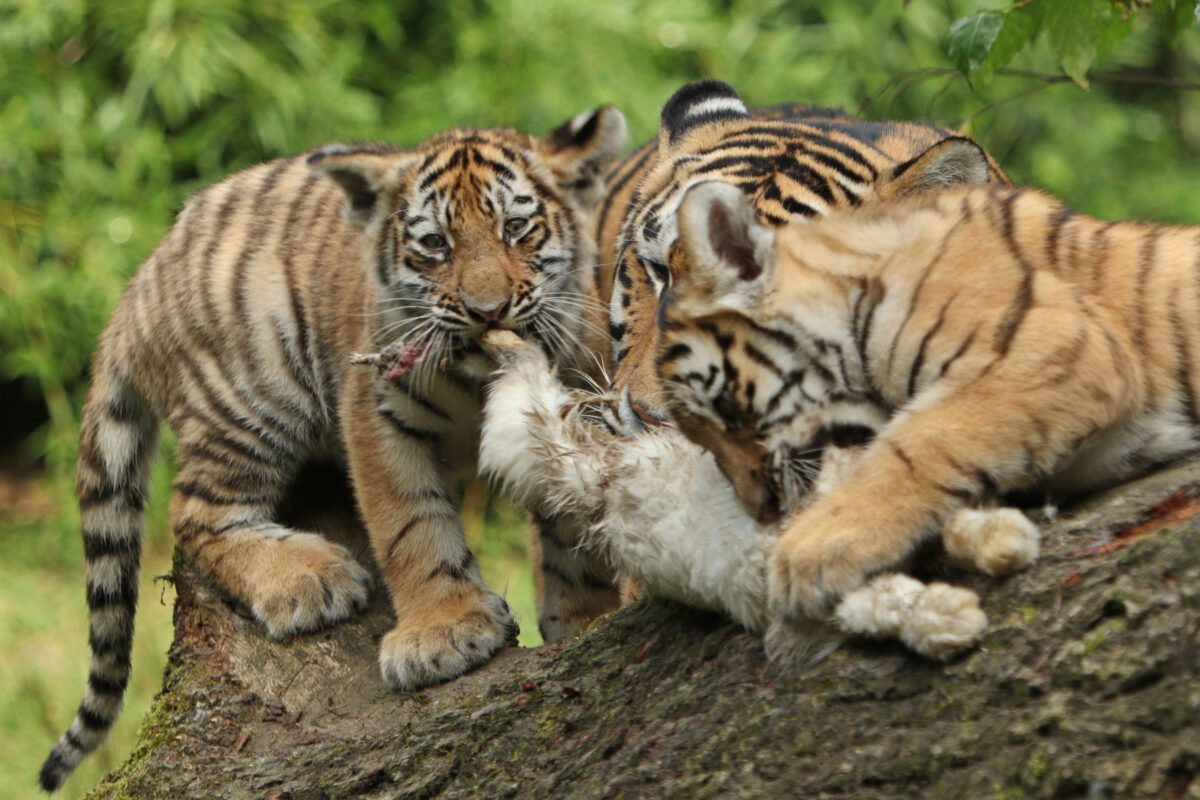 Allwetterzoo Münster Sibirischer Tiger Raya mit Babys Nachwuchs