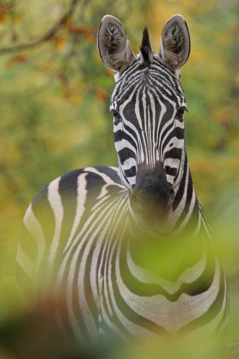 Steppenzebra Böhm-Zebra Portrait Herbst Zoo Berlin