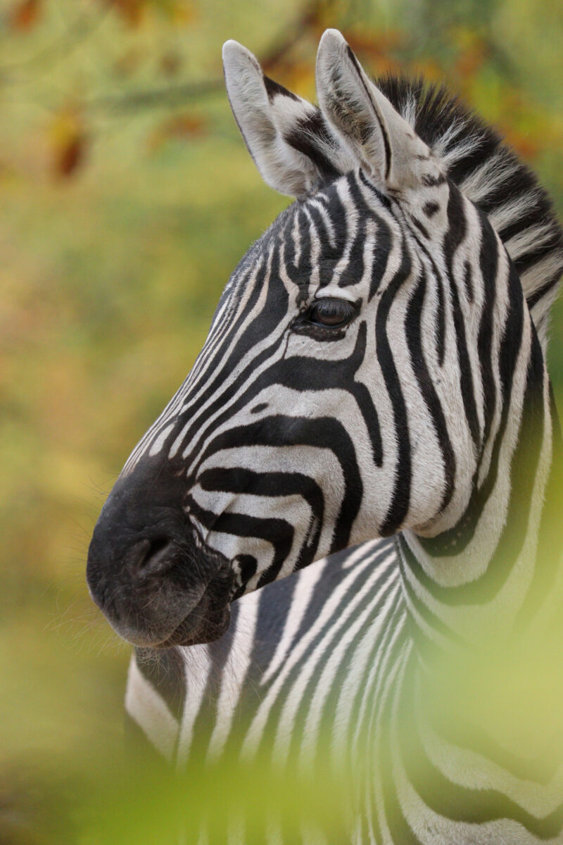 Steppenzebra Böhm-Zebra Portrait Herbst Zoo Berlin