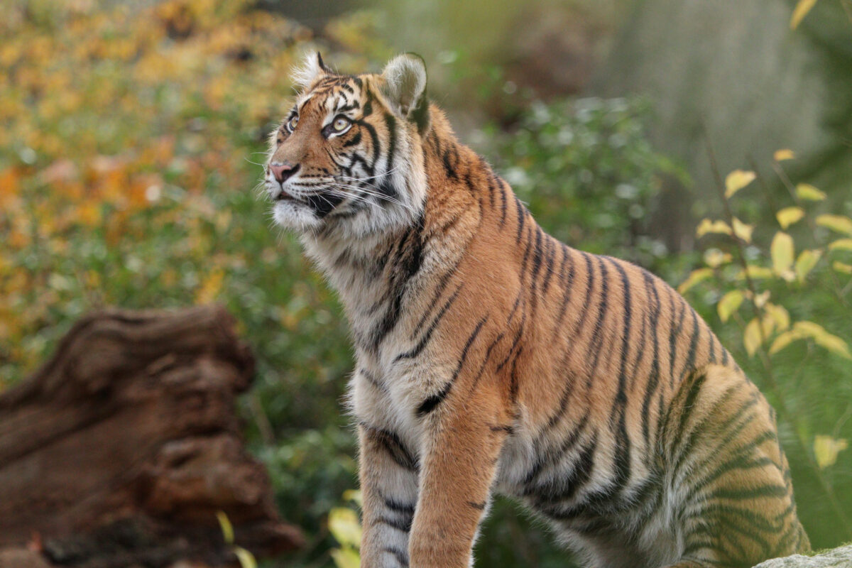 Zoo Berlin Sumatra Tigerin Lotte oder Luise Herbst