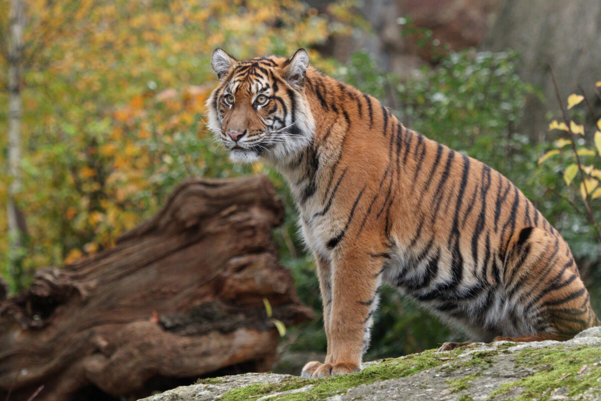 Zoo Berlin Sumatra Tigerin Lotte oder Luise Herbst