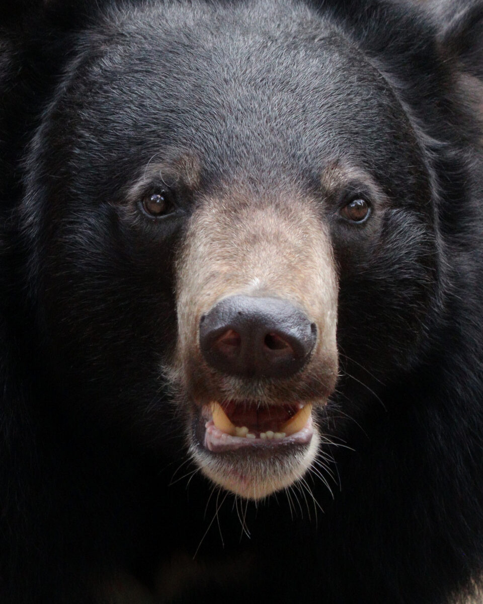 Moon Bear Kragenbär Portrait Zoo Augsburg