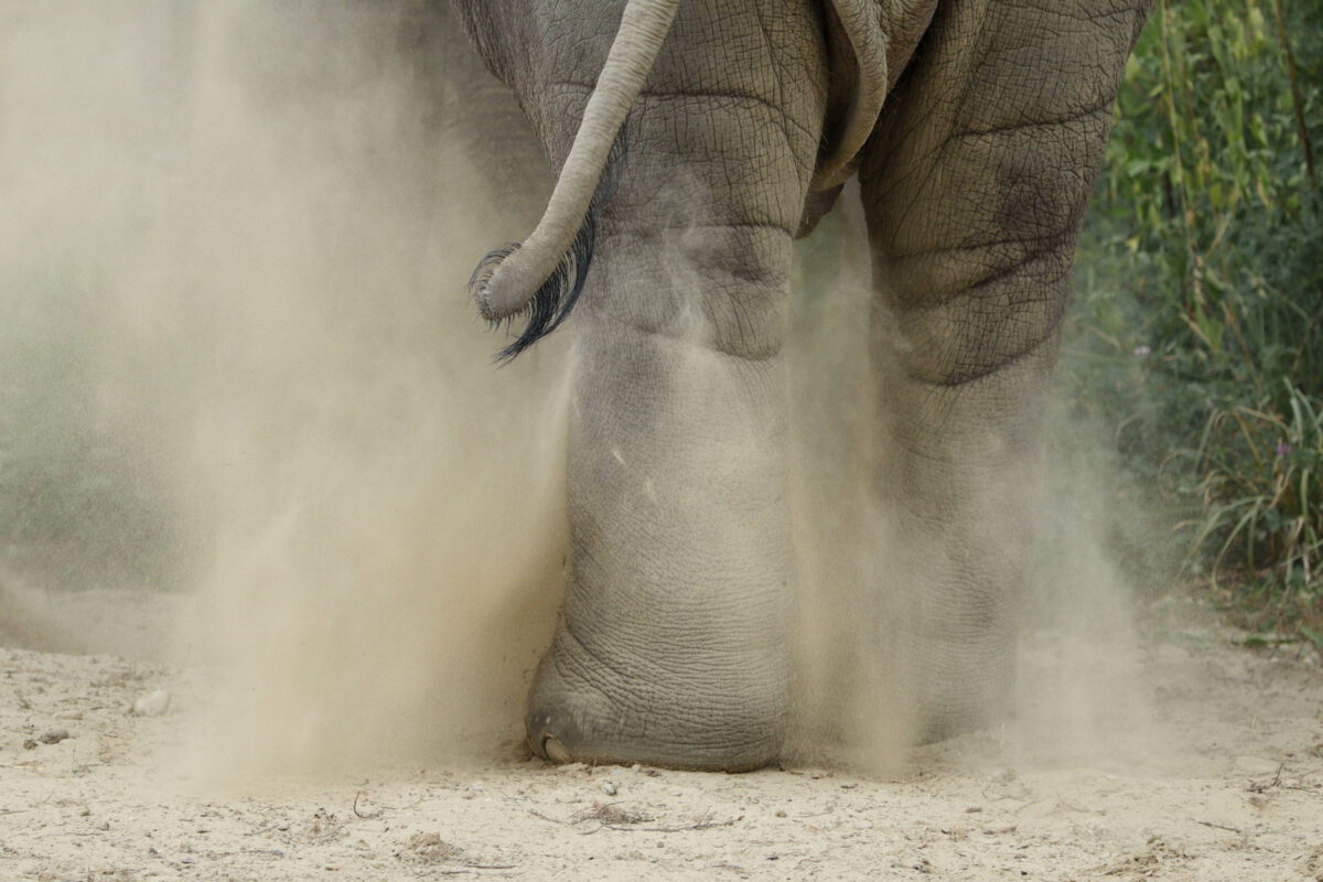 Asiatischer Elefant Bulle Sandbad Details Zoo Augsburg