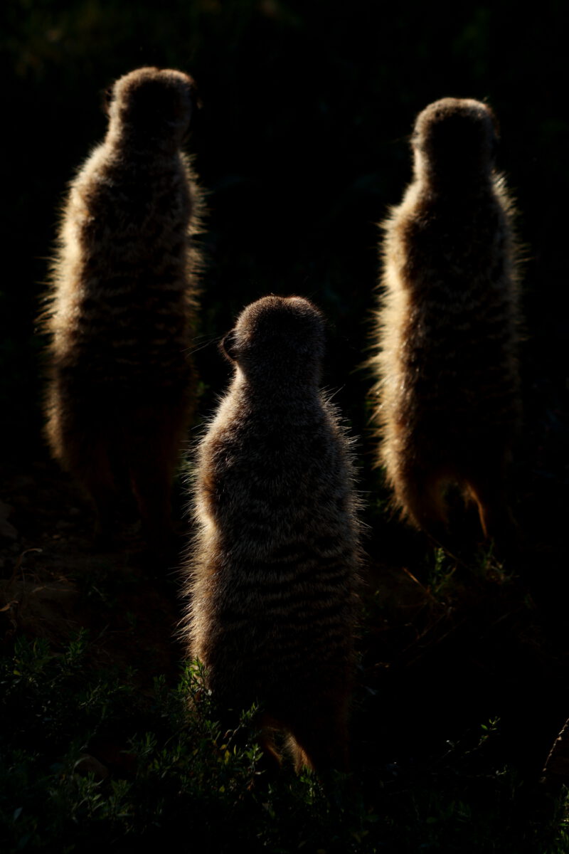 Erdmännchen Wächter im Gegenlicht Zoo Köln