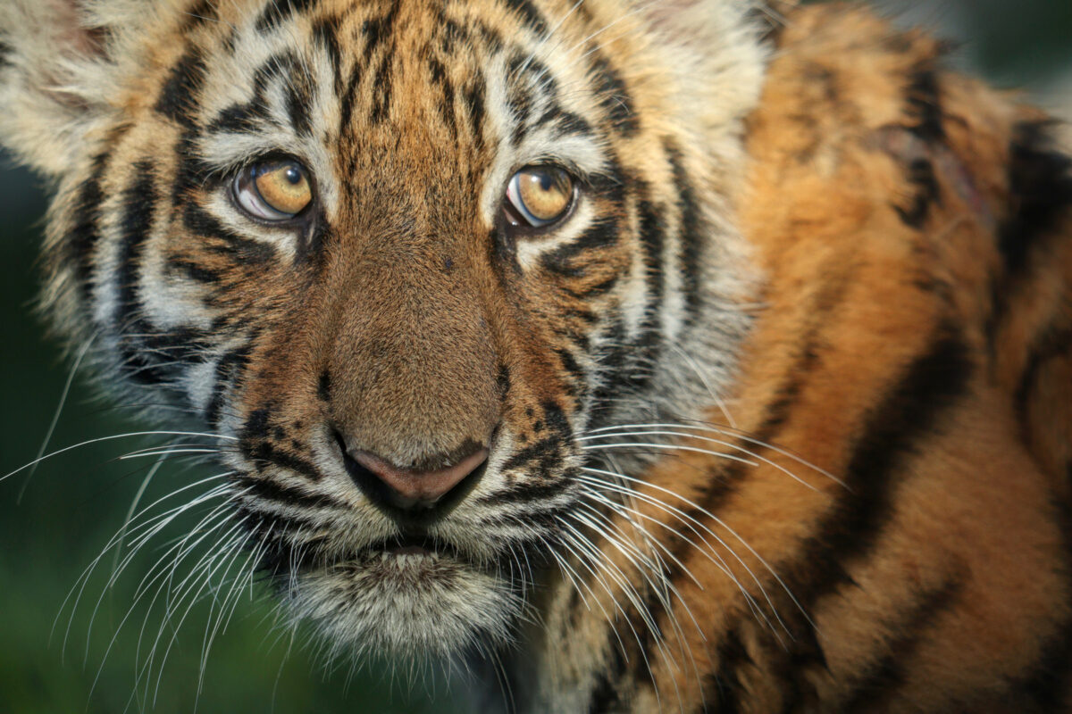 Sibirischer Tiger Baby Timur Portrait Zoo Köln