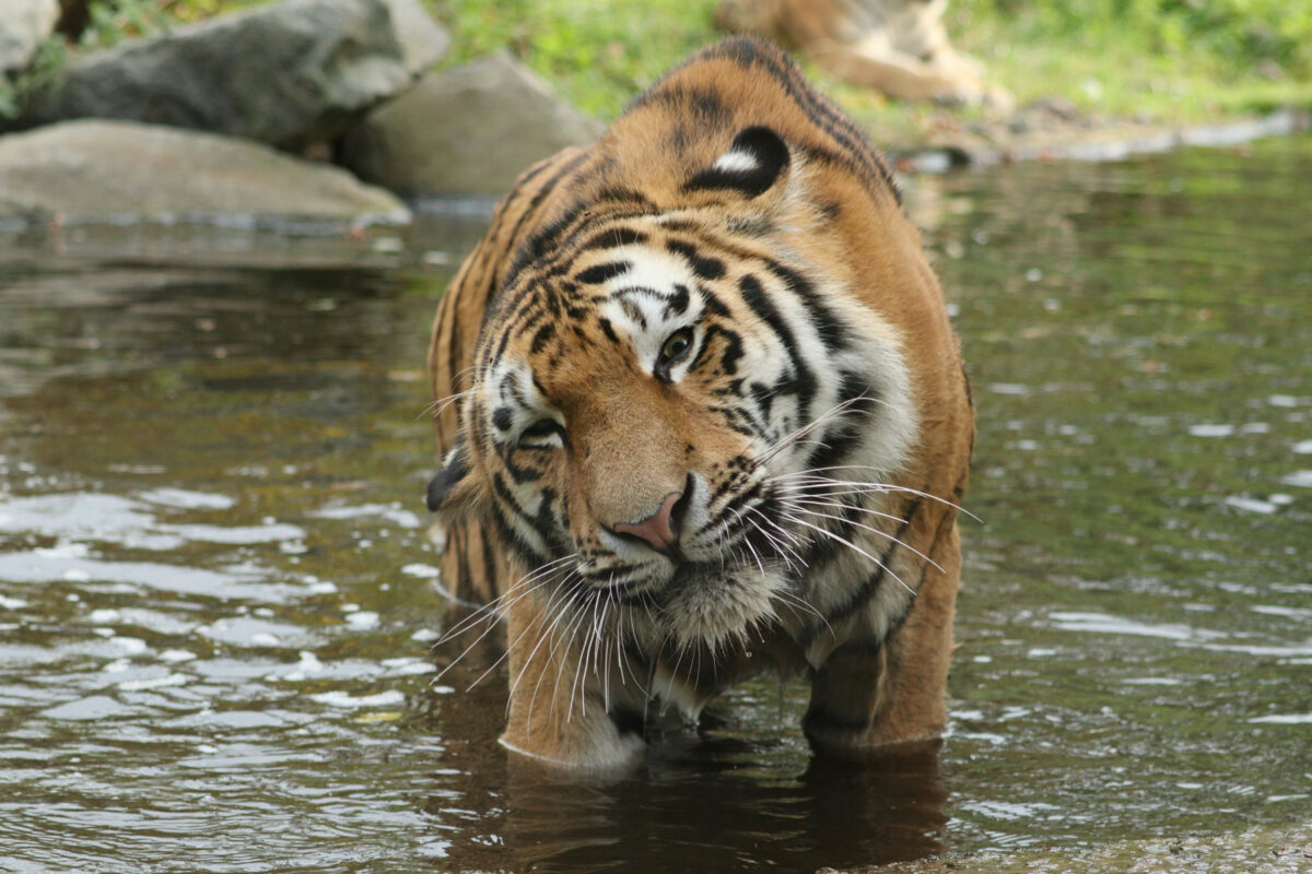 Sibirischer Tiger Kasimir Zoo Duisburg im Wasser badend