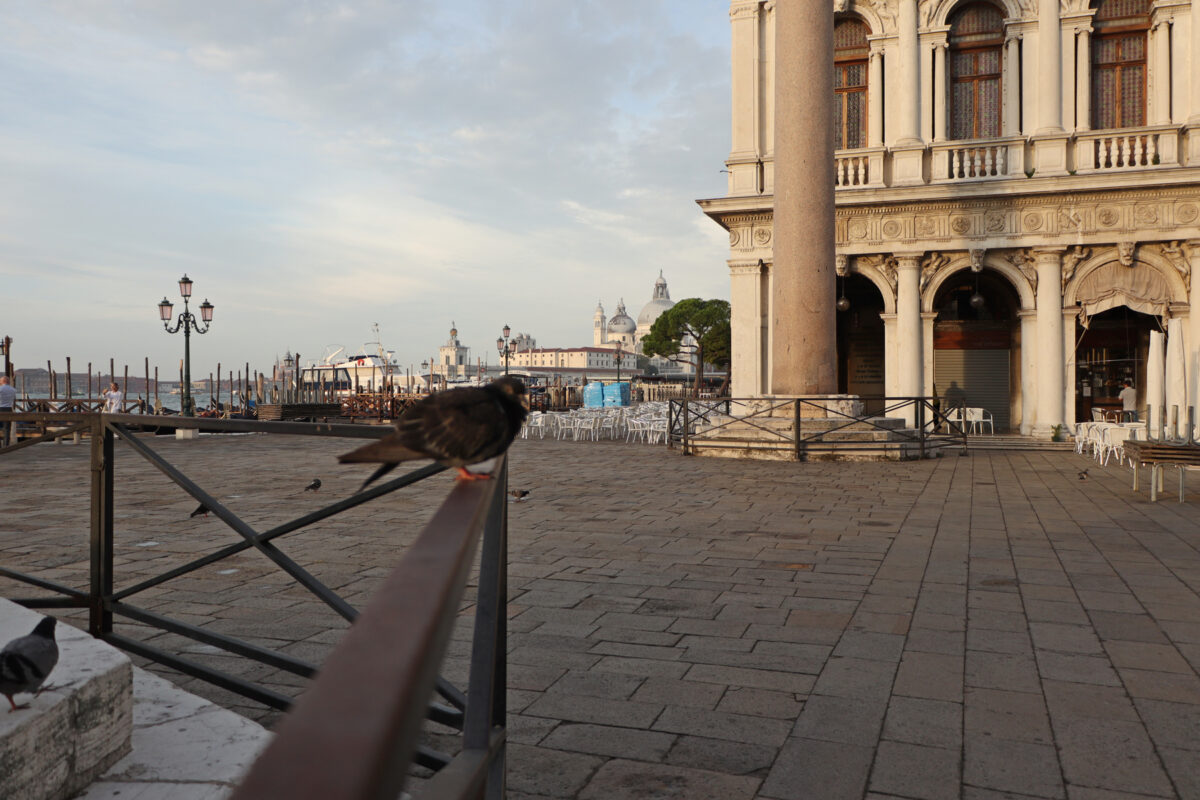 Venedig Venezia Piazza San Marco Taube Santa Maria della Salute Morgens