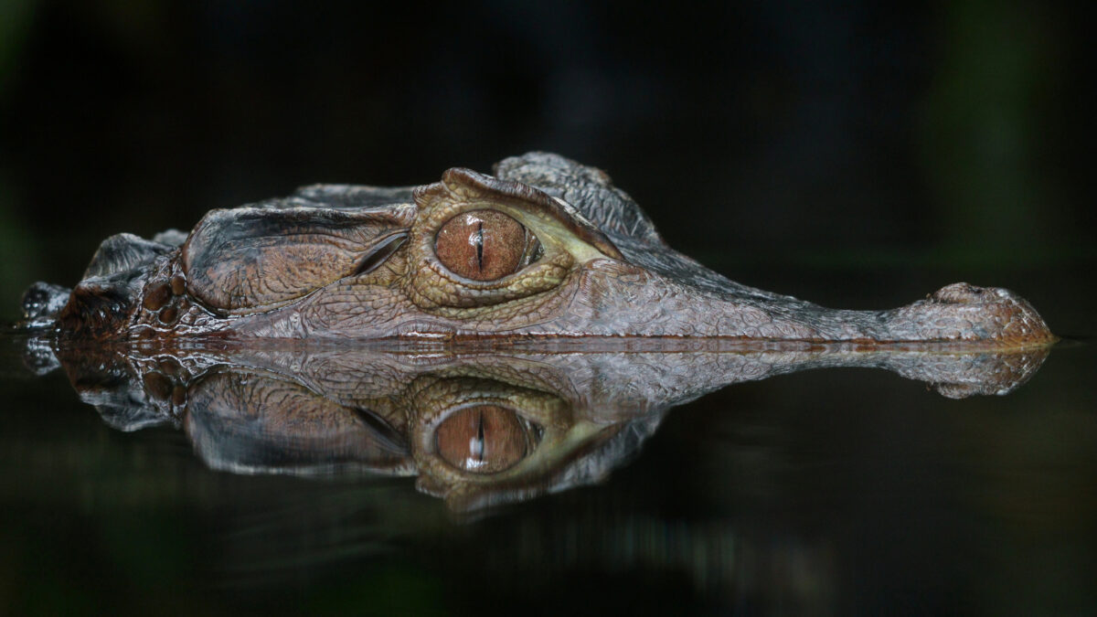 Cuvier's Dwarf Caiman Brauen-Glattstirnkaiman Parc Zoologique de Paris