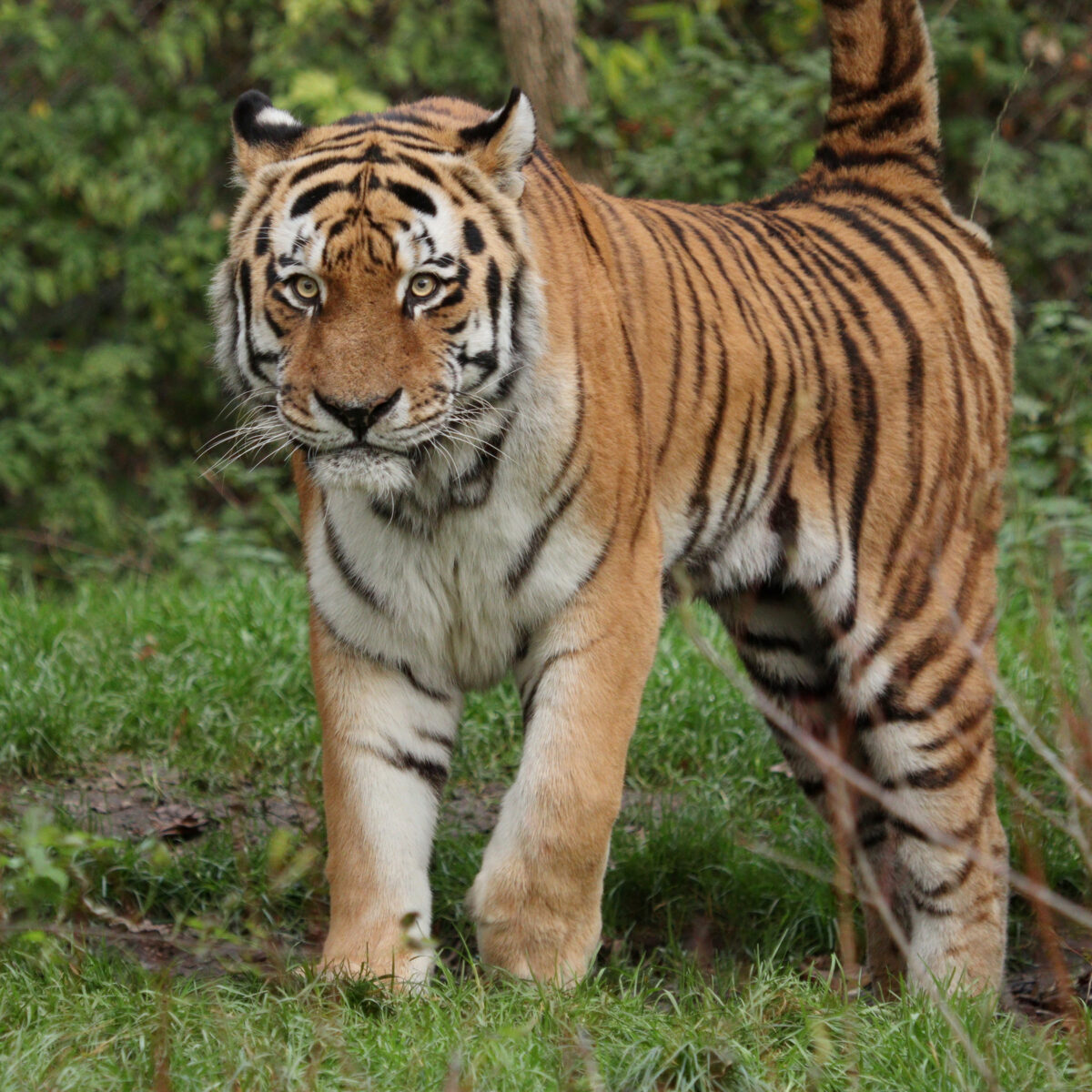 Tierpark Hellabrunn Sibirischer Tiger Jegor