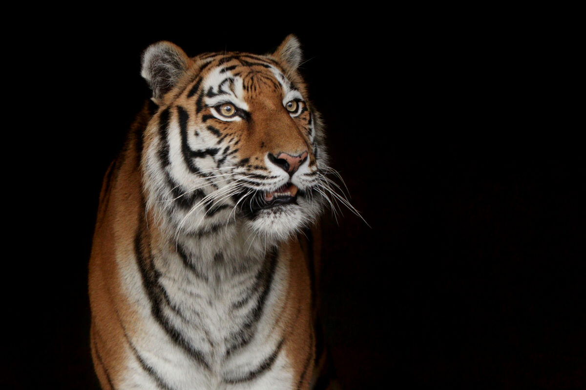 Sibirische Tigerin Ahimsa Tierpark Hellabrunn Portrait