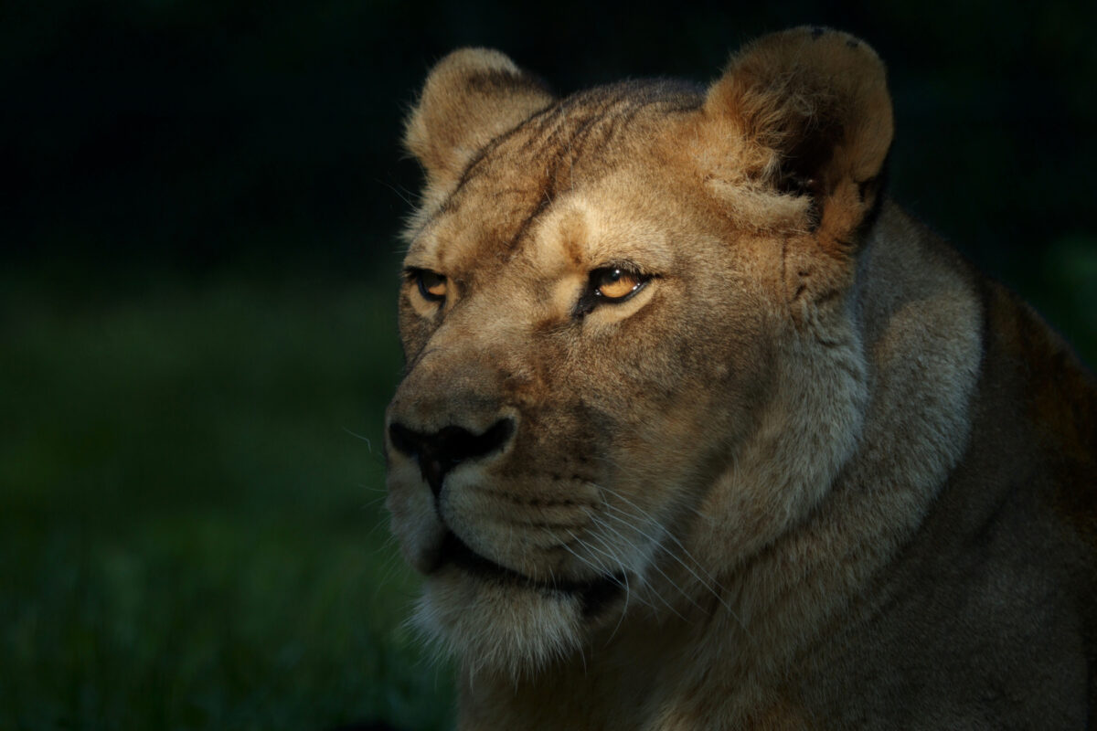 Zoo Salzburg Afrikanische Löwin Nala in der Abendsonne Portrait