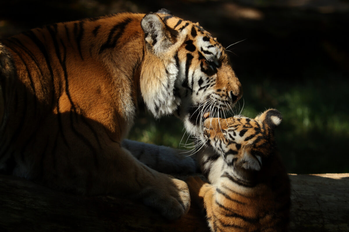 Zoo Köln Sibirische Tigerin Katinka mit Baby Tochka beim Spielen