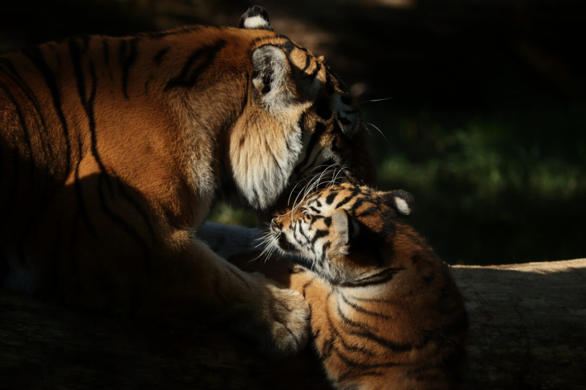 Zoo Köln Sibirische Tigerin Katinka mit Baby Tochka beim Spielen und Kuscheln